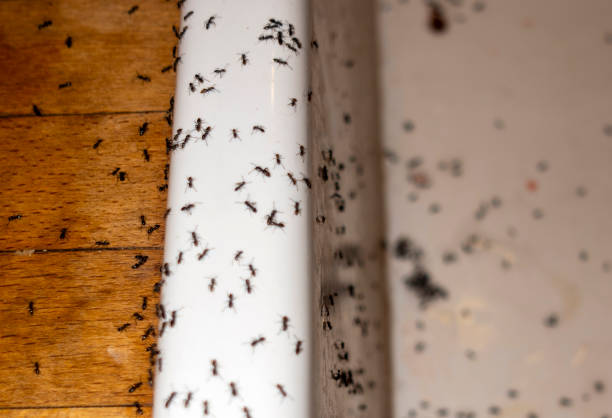 Insect Control in Sisco Heights, WA